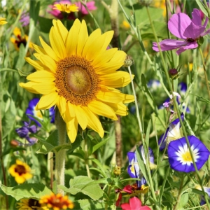 Bild einer Blühwiesen Patenschaft Bienenweide mit Sonnenblume und vielen Blumen
