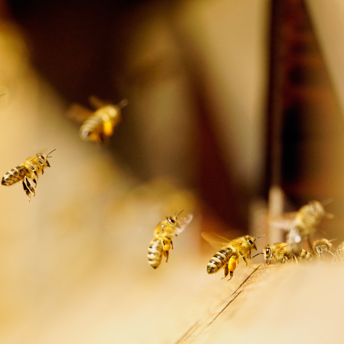 Bienenpate werden Bienen hautnah erleben mit unserer Bienenpatenschaft. Ausfliegende Bienen am Flugloch.