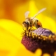 Werde Bienenpate mit einer Bienenpatenschaft